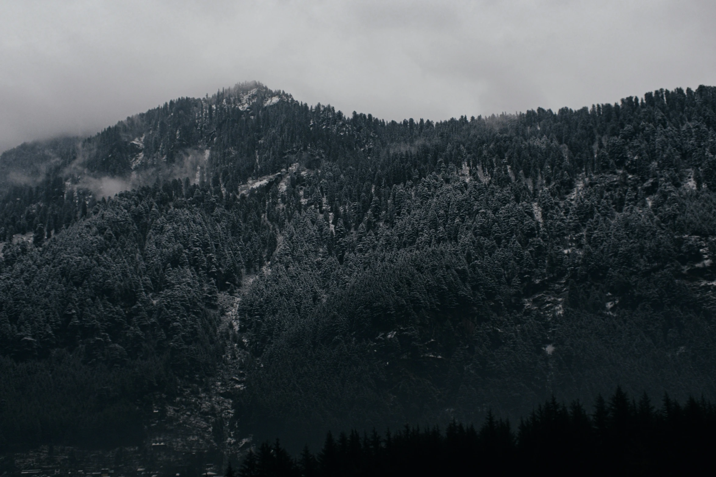 black and white po of trees at the edge of a mountain