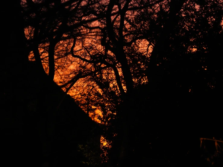 a giraffe is walking through the forest with the sun peeking through