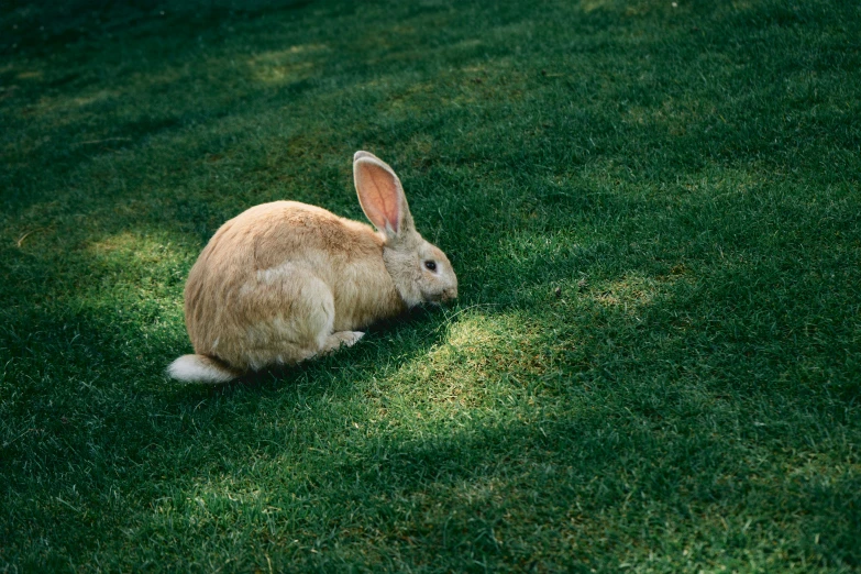 a small bunny rabbit sitting on top of a grass covered field