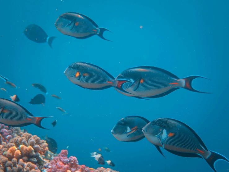 several tropical fish swimming in the ocean