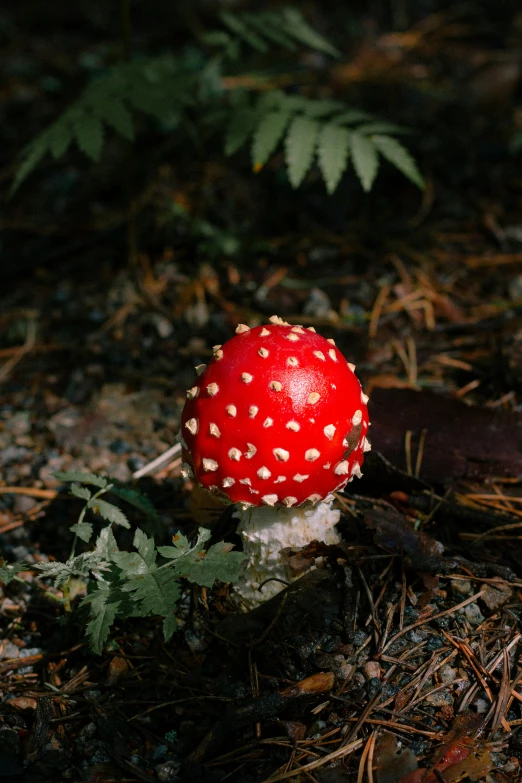 a mushroom that is on the ground near some leaves