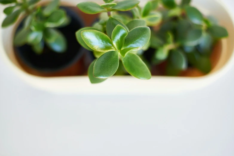 a green plant in a white cup with black trim