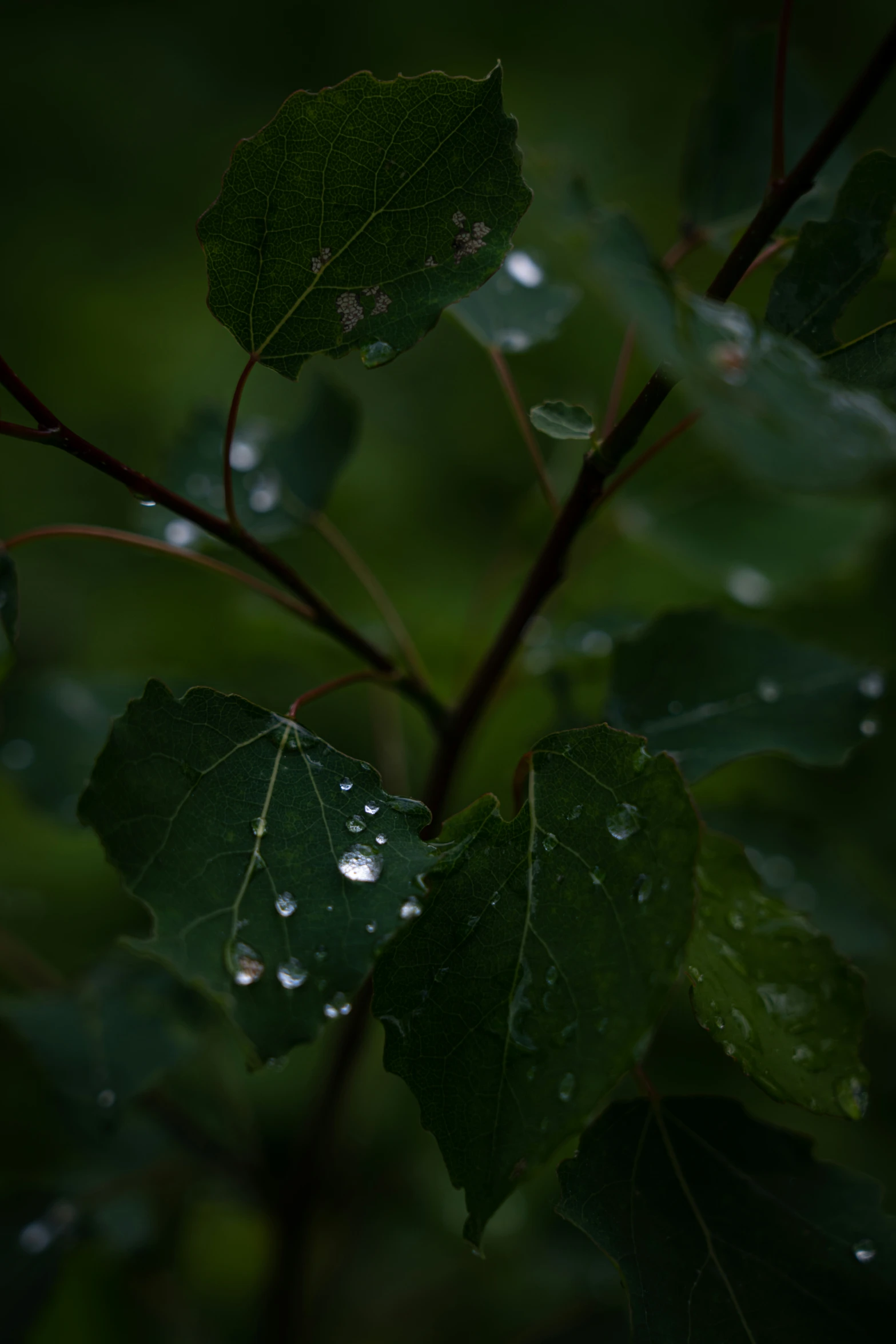 a plant with lots of leaves on it