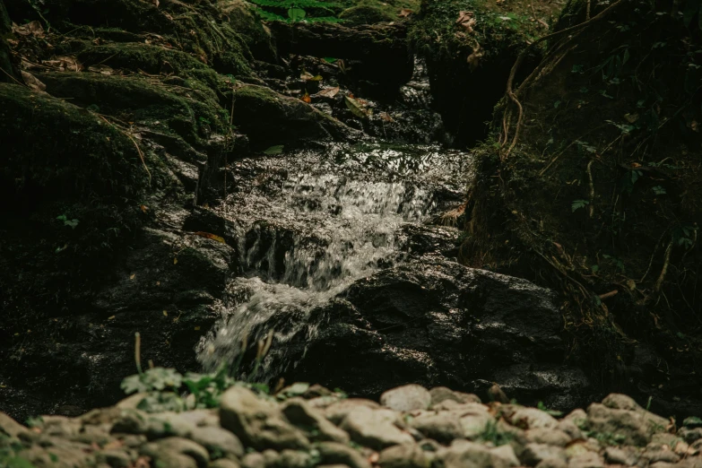 stream running through a forested area with rocks and trees