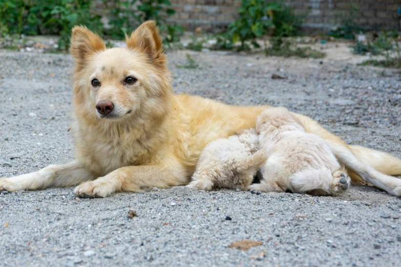 a puppy is laying on his side on the street