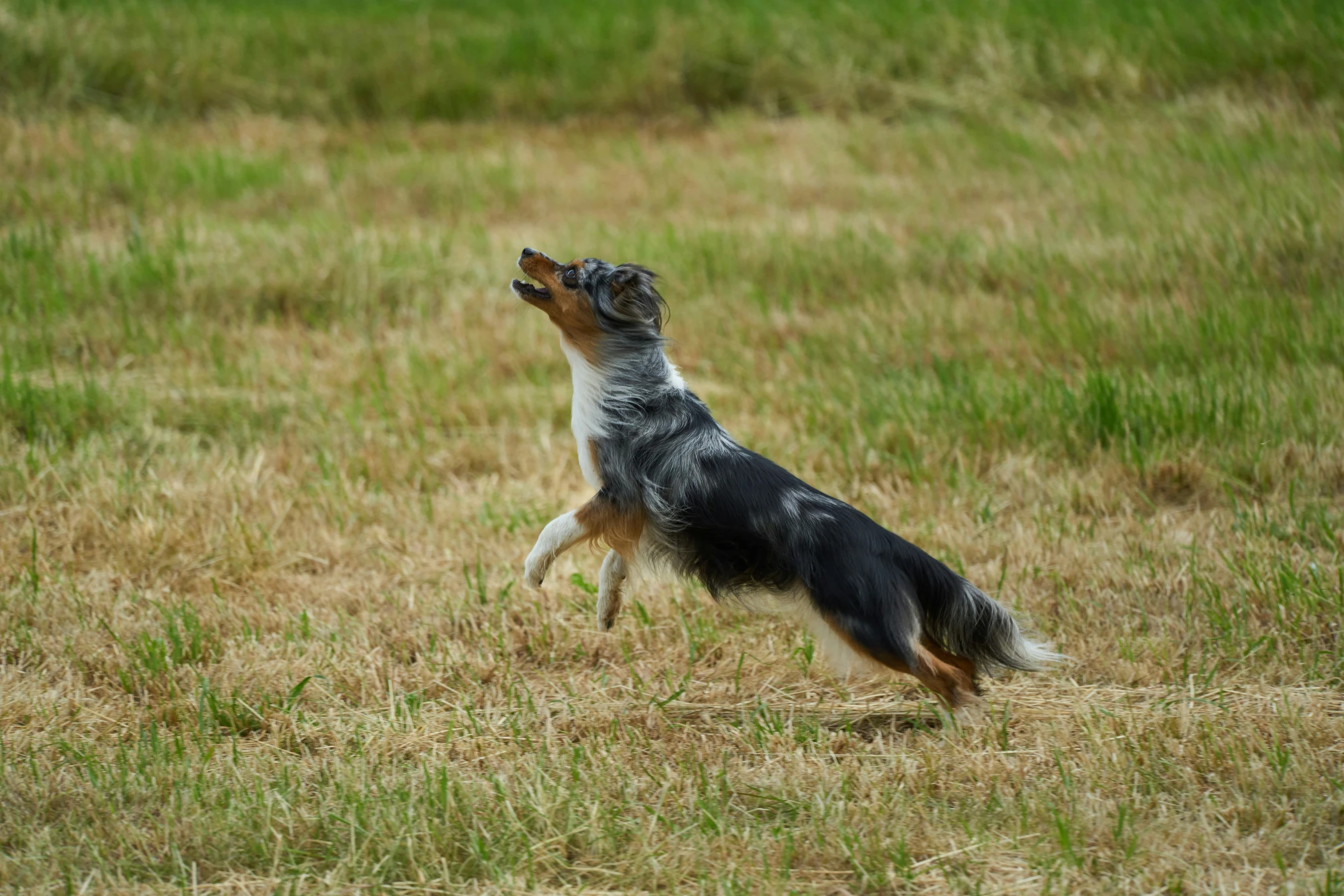 a dog catching a frisbee in the middle of a field