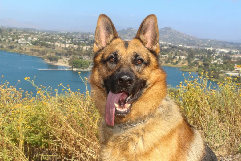 a dog with long tongue sitting on the hillside