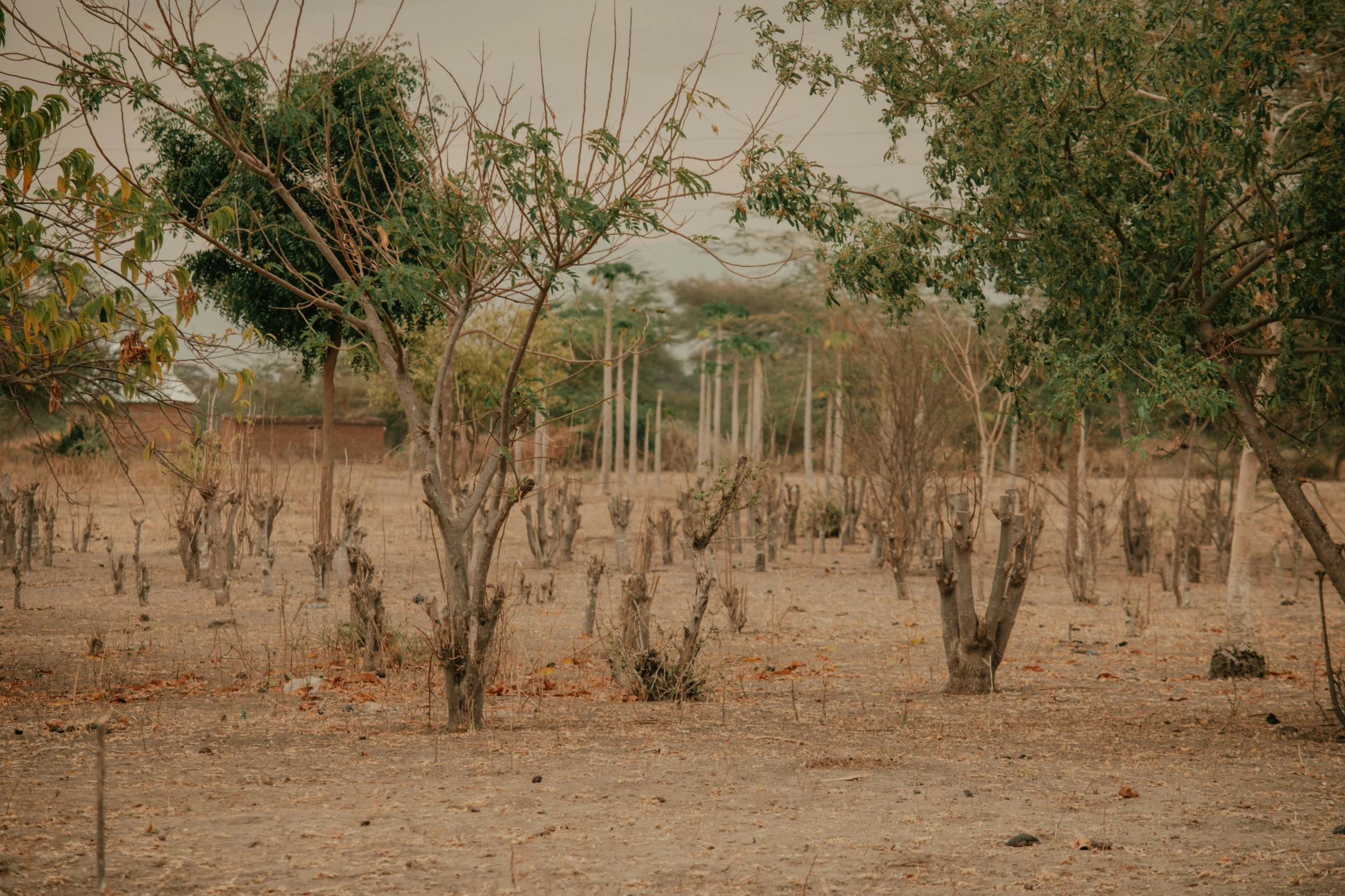 trees in an area with little dirt around them