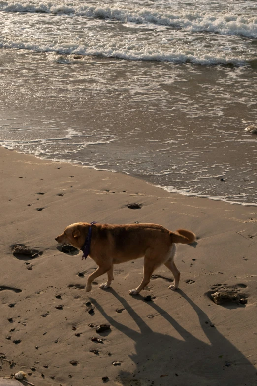 the dog is walking on the beach by the water