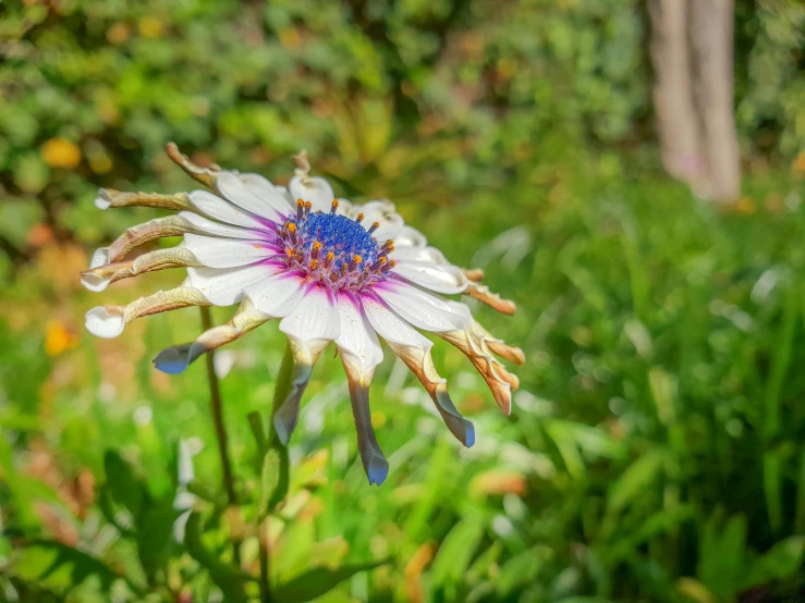 a white and purple flower with lots of water droplets