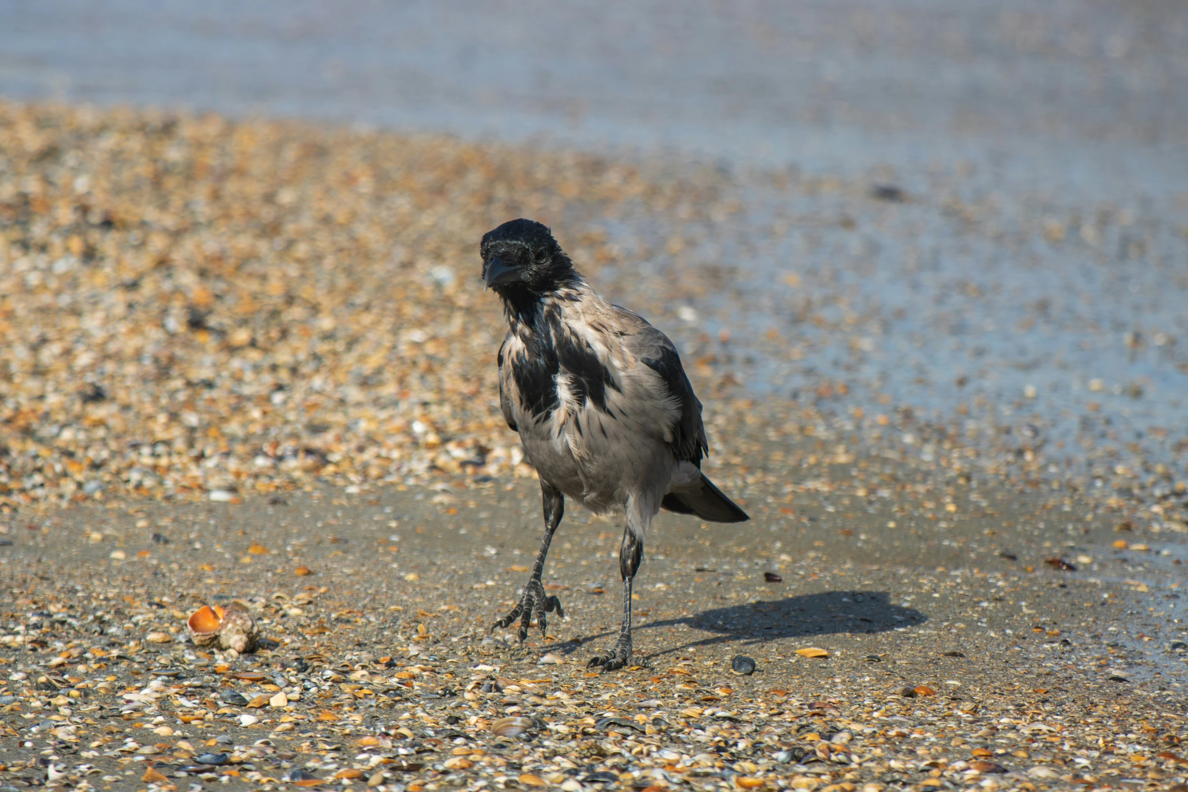 a small bird on the ground and a body of water