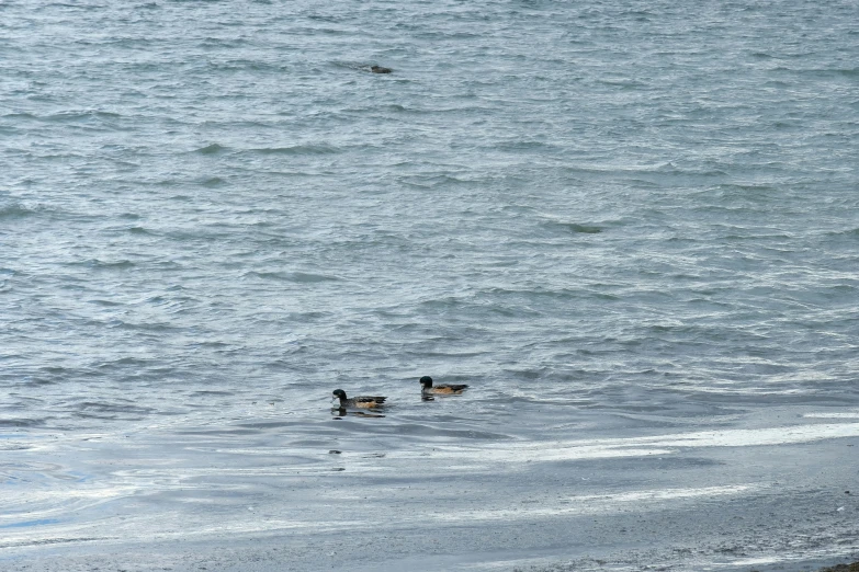 two ducks floating on top of a large body of water