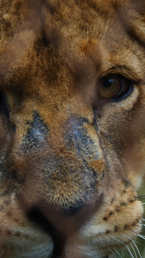 a close up view of a lion with black spots