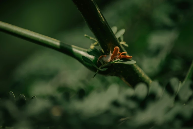 a small red flower on top of a leafy green stem