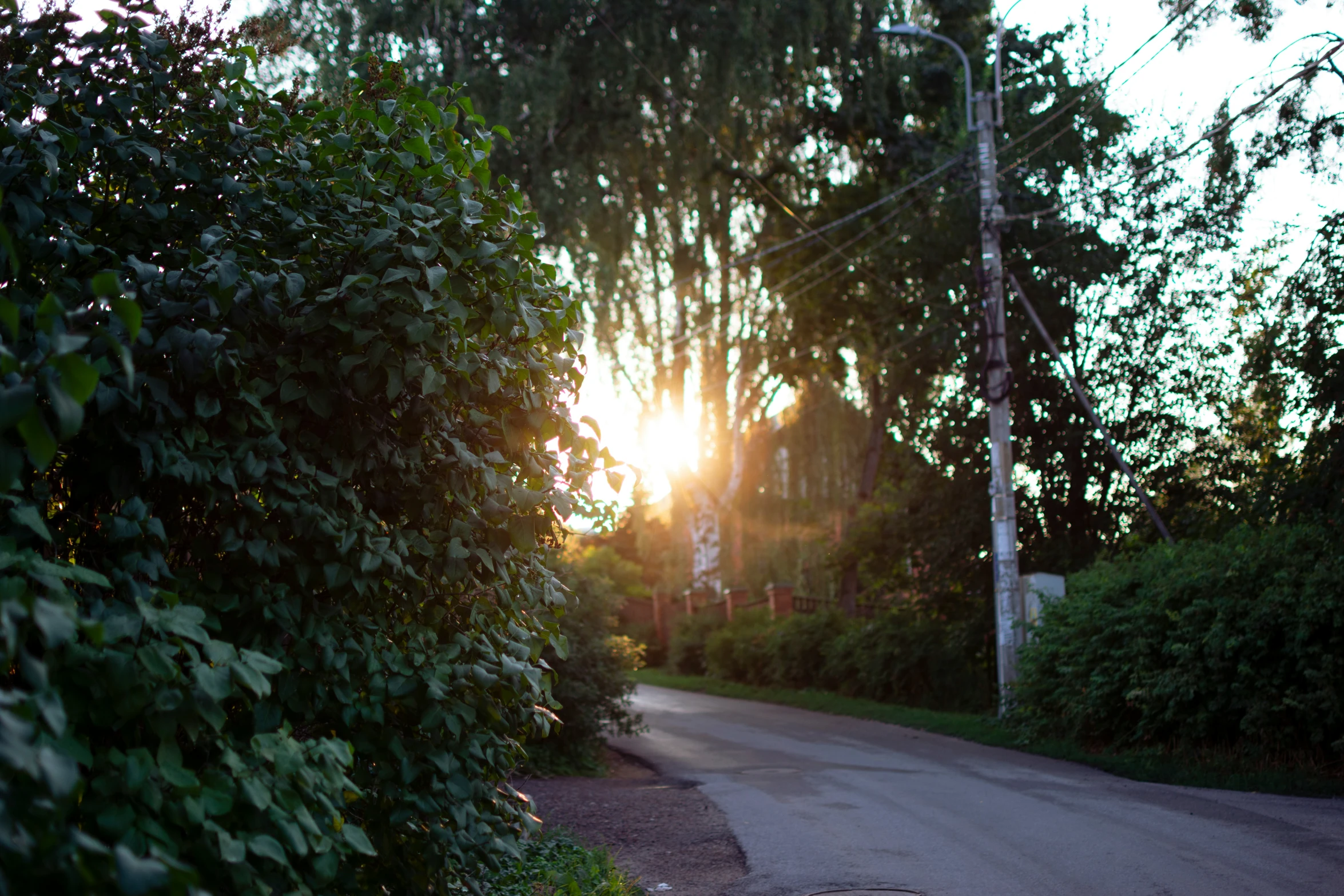 the sun shining through some trees and shrubs