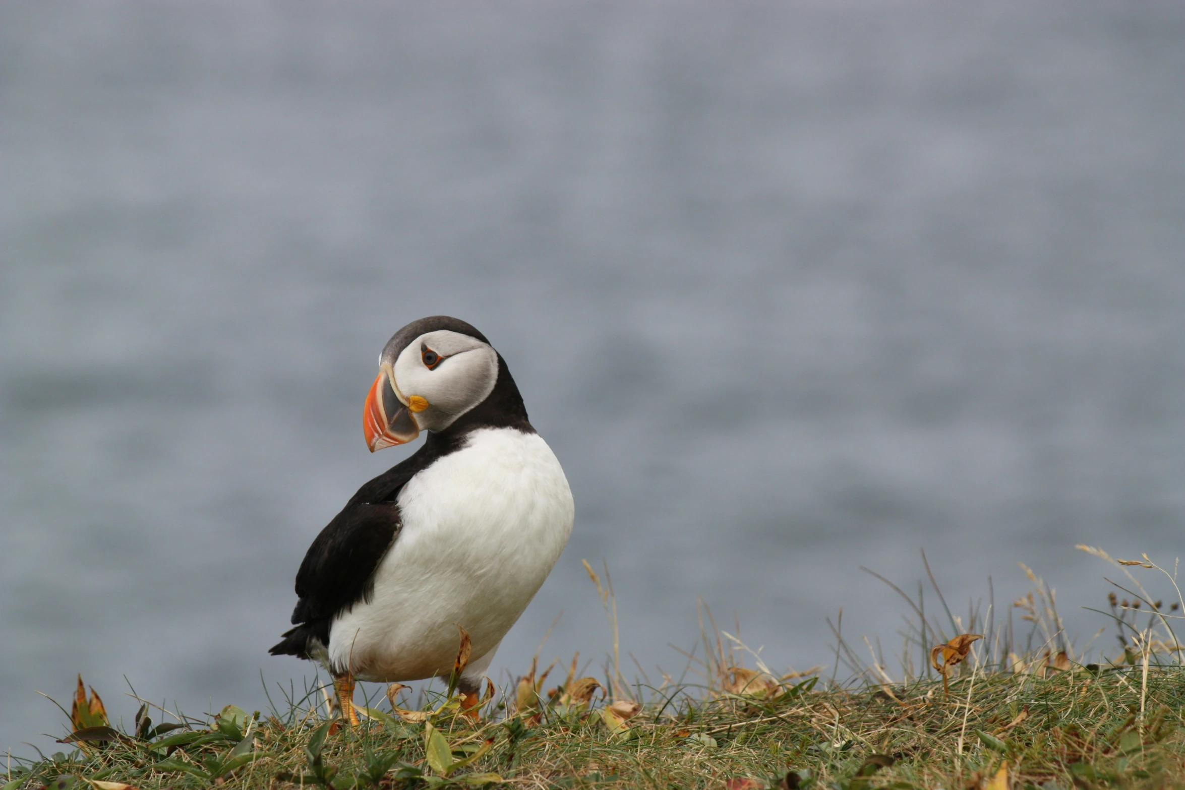 a bird on a hill staring straight ahead