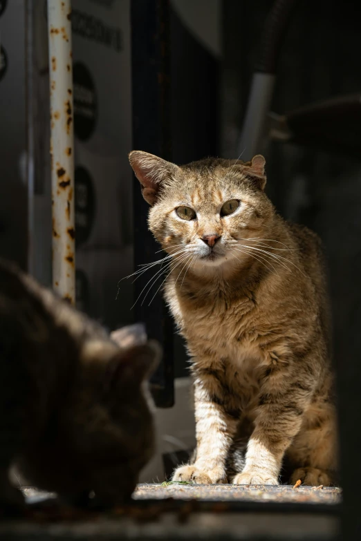 a cat with it's eyes open sitting on a table