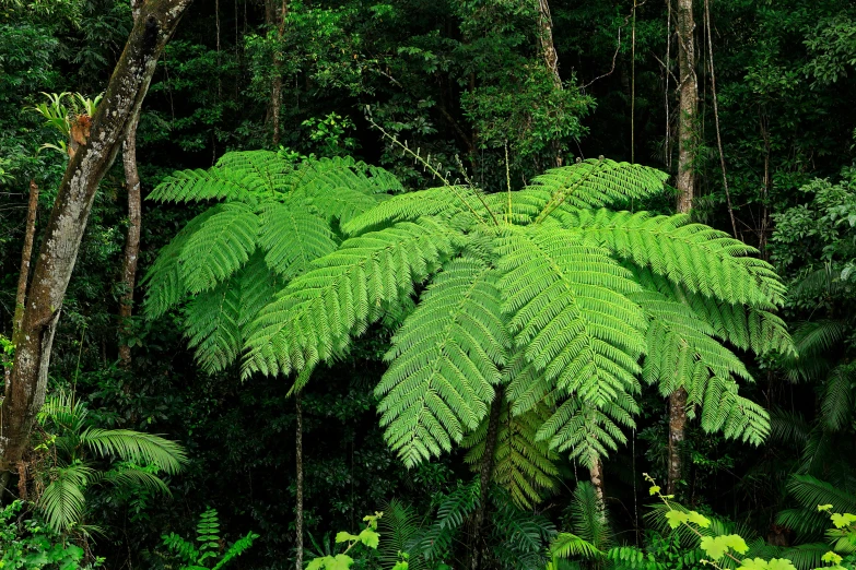 the ferns and other vegetation are covering the forest floor