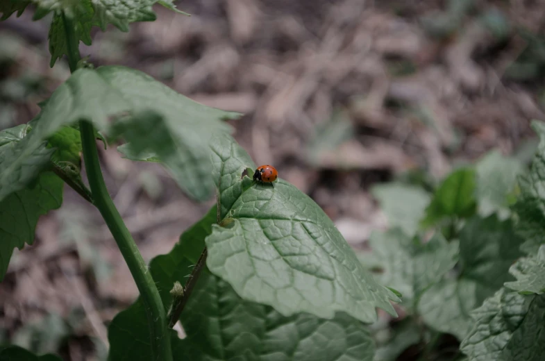 a small red bug sitting on top of a green leaf