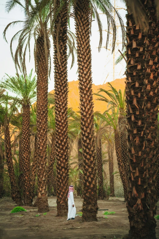 a man standing among several palm trees in a desert area