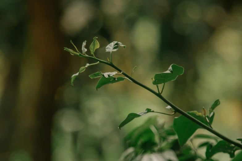 the green leaves of a plant are almost bare