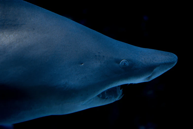 an ocean animal with large teeth on the surface