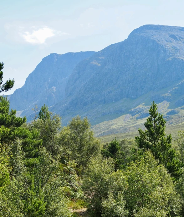 trees and grass are on the ground in front of a large mountain