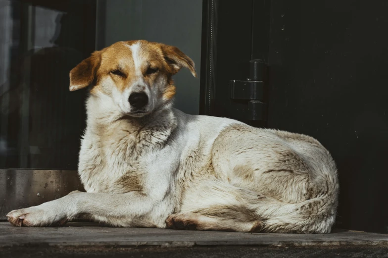 a dog lays down by the door