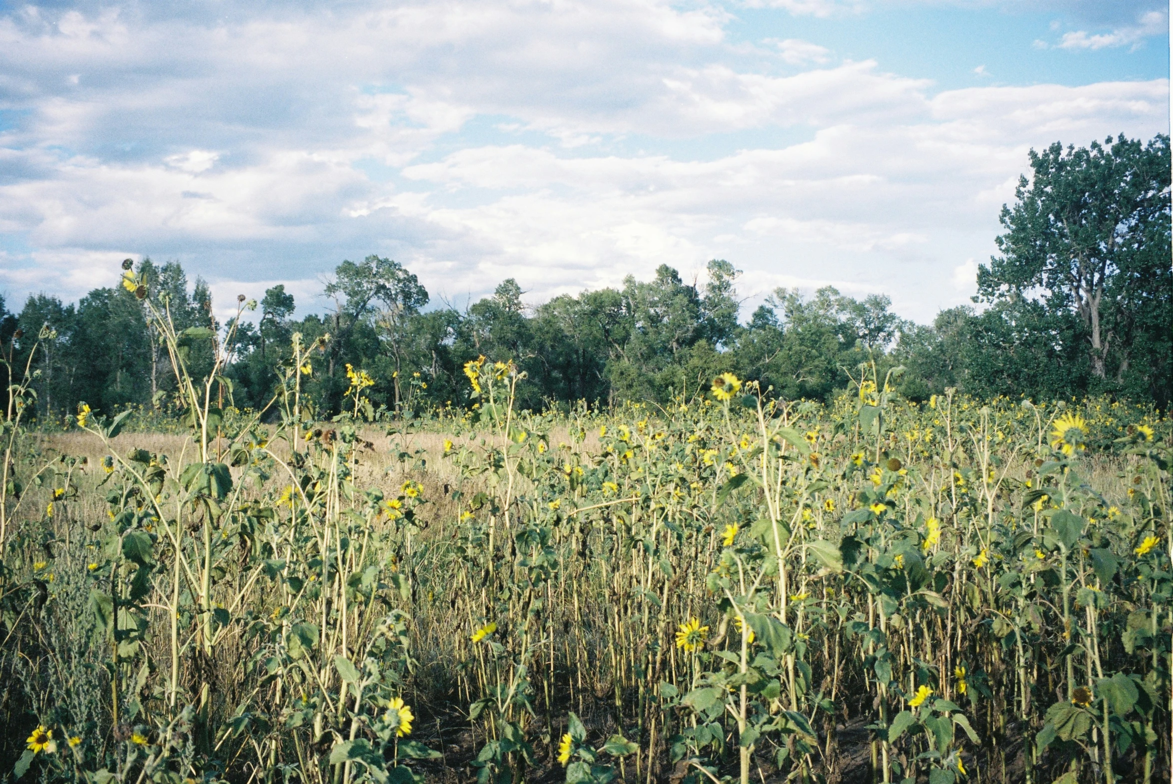 a field full of tall yellow flowers under a blue cloudy sky