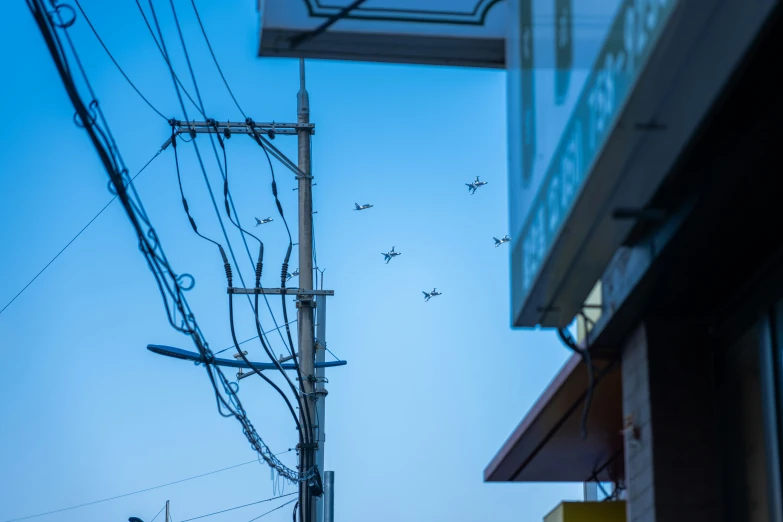 birds fly through an industrial area next to power lines
