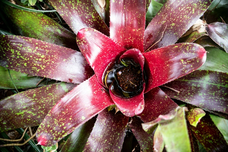 a red flower with green leaves is shown