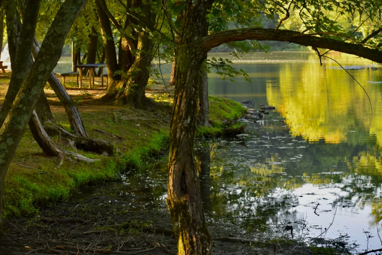 a body of water surrounded by lots of trees and grass