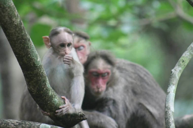 a close up of two monkeys in a tree