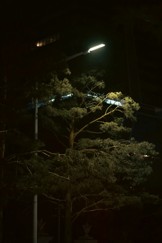 a building is behind a tree and a street light