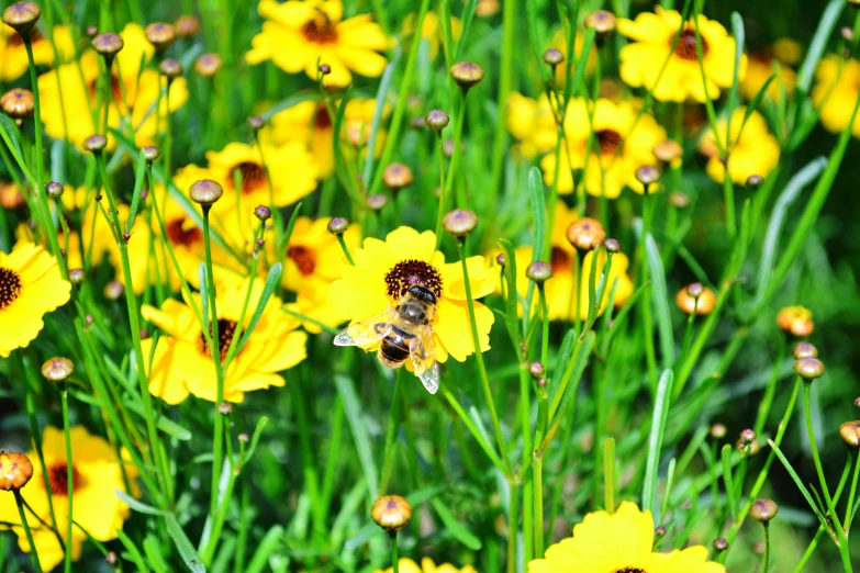 some very pretty yellow flowers with a bee on it