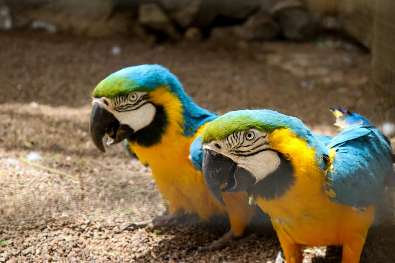 two blue and yellow birds are standing in a zoo