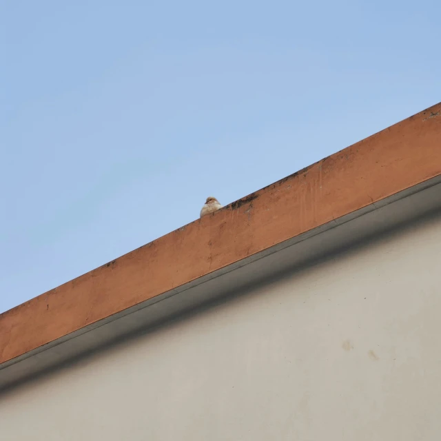 an up close s of the top edge of a building with a small bird perched on top