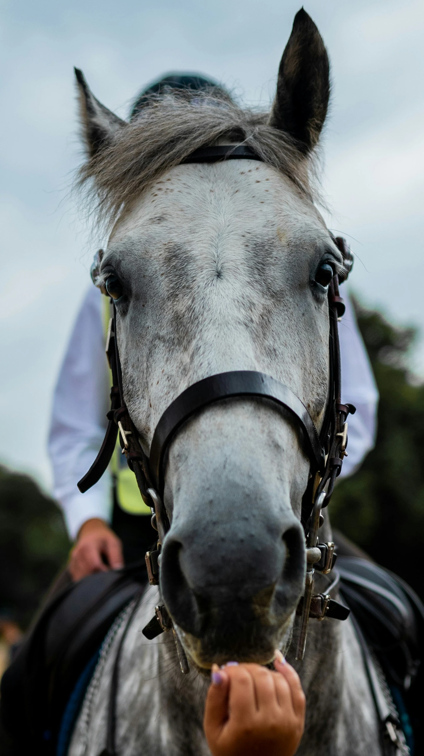 there is a white horse with a human hand next to it