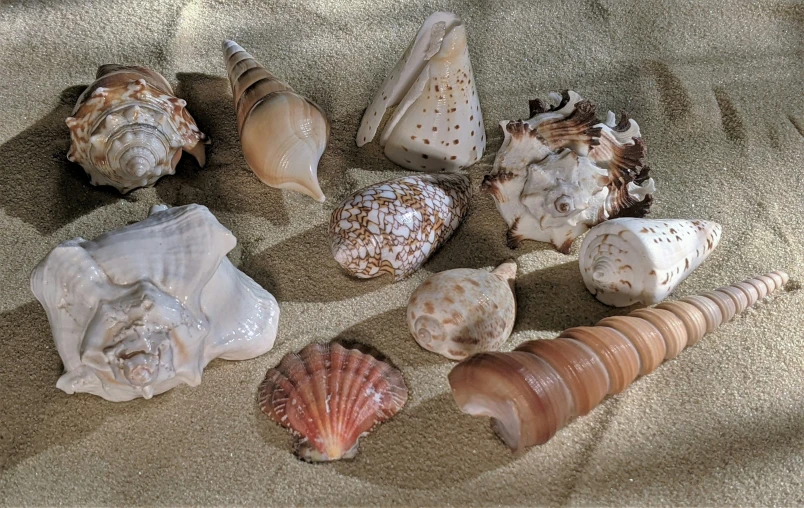 several different types of shells are on the sand