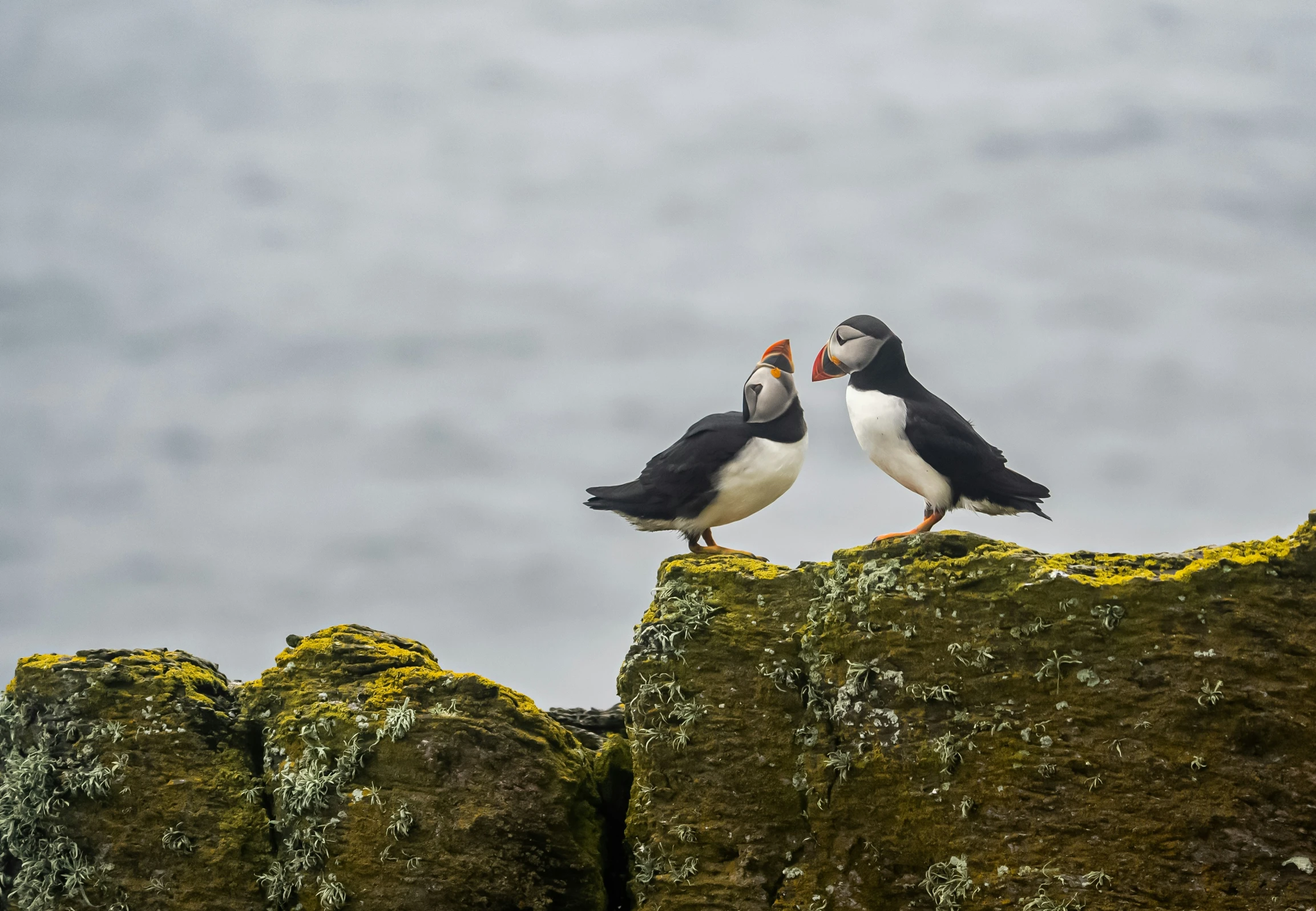 two birds standing on a rock near some water