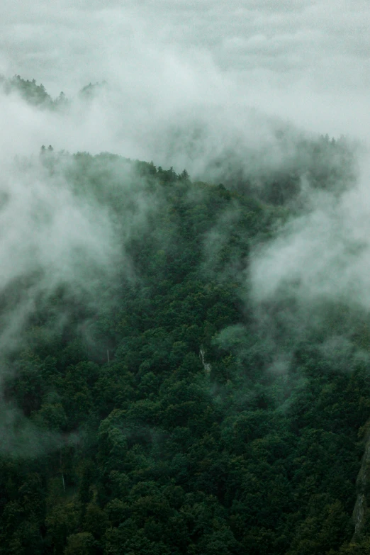 a hill has many trees and fog moving through the area