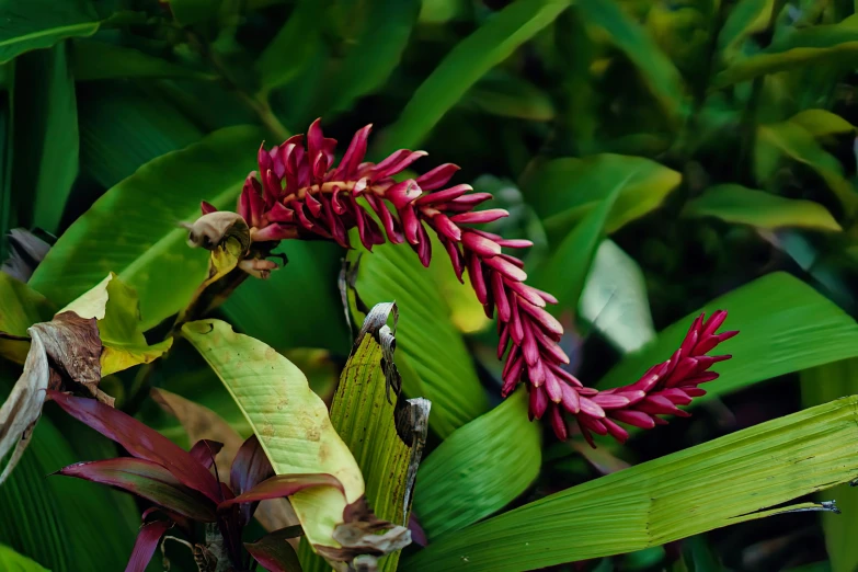 the plant has red flowers and green leaves