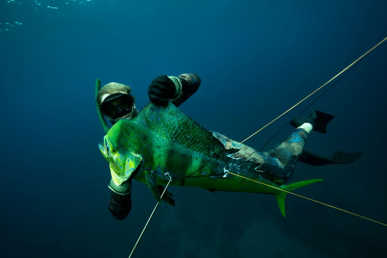 a large fish that has just caught on a fishing line