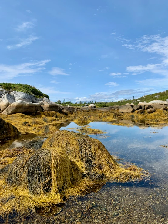 the land is covered in algae and moss