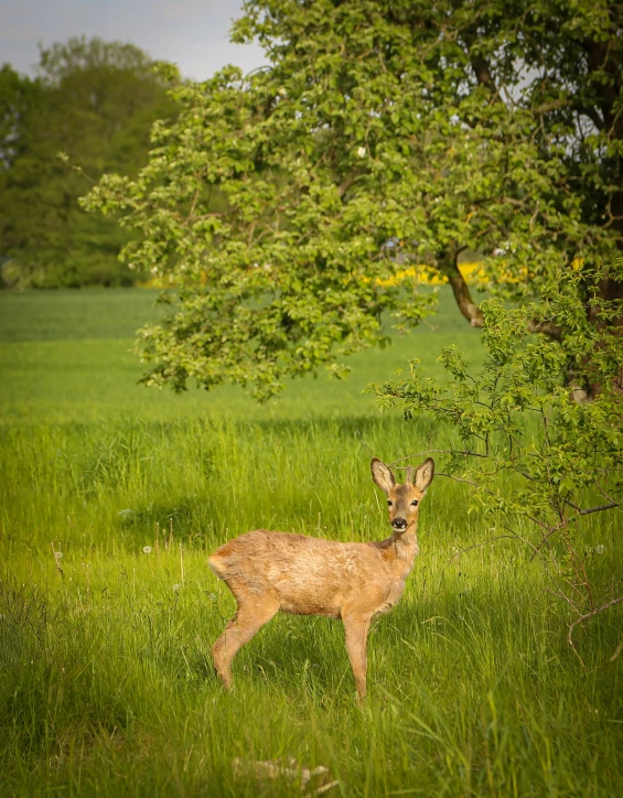 small deer standing in a lush green field