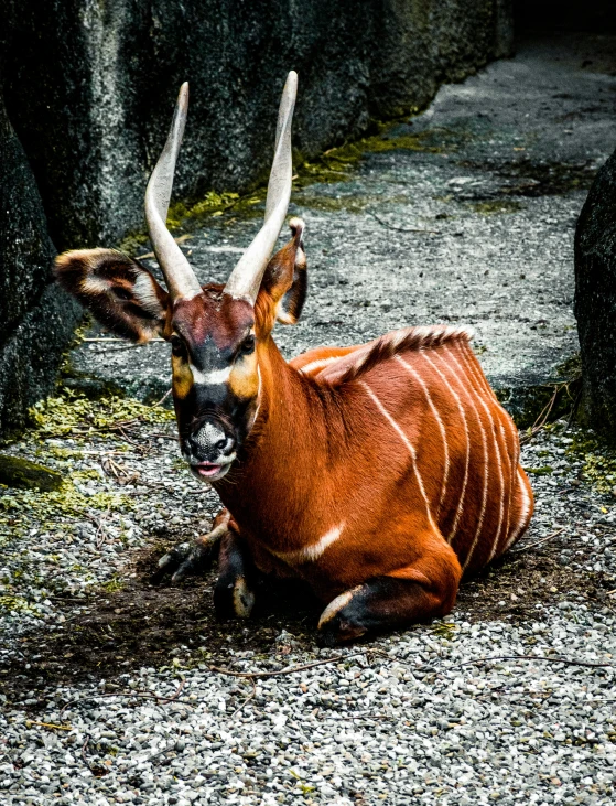 an antelope sits in a rocky area with long horns