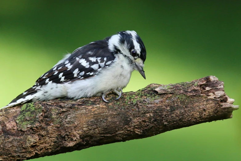 a black and white bird sitting on top of a nch