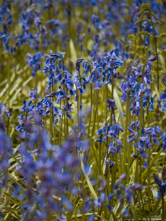 blue flowers bloom in a field on a sunny day