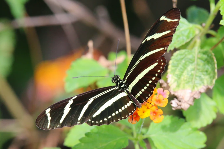 a ze - striped erfly rests on top of a flower