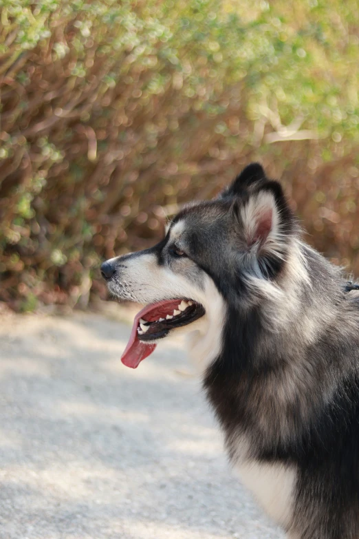 a dog that is sitting down outside with its mouth open